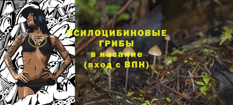 даркнет сайт  Лениногорск  Галлюциногенные грибы Cubensis 